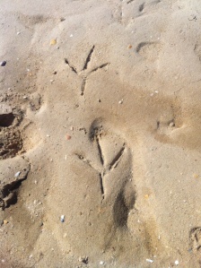 Big birdd feet on the beach, possibly curlew, also seen and much bigger than the whimbrel .