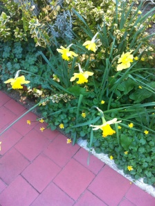 Daffodils and celandine on the path of the front garden in London.