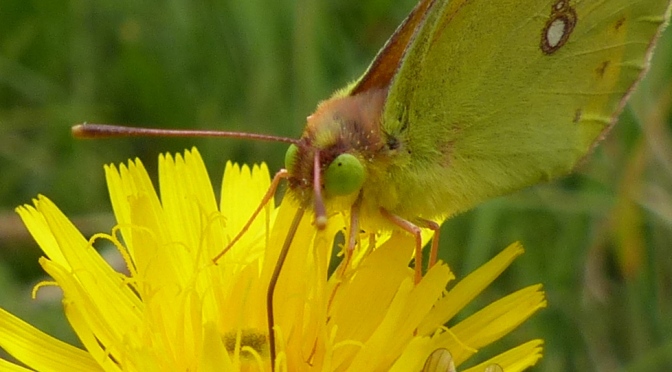 What’s a Clouded Yellow?