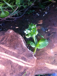 Common chickweed?