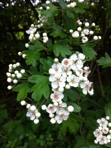 The May in May. Hawthorn blossom
