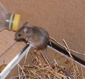 Woody Wood Mouse