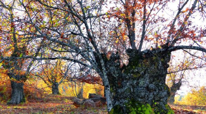 An Autumn Walk in the Sierra Aracena. The falling leaves of the ancient trees. The photography and Art of Ruth Koenigsberger