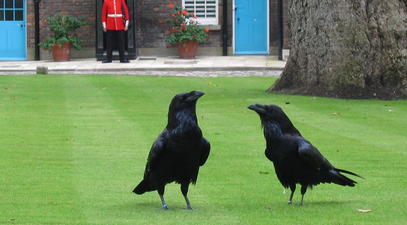 The ravens are the unique