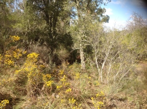 Halimium on the yellow hillside