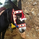 Donkey all dressed up