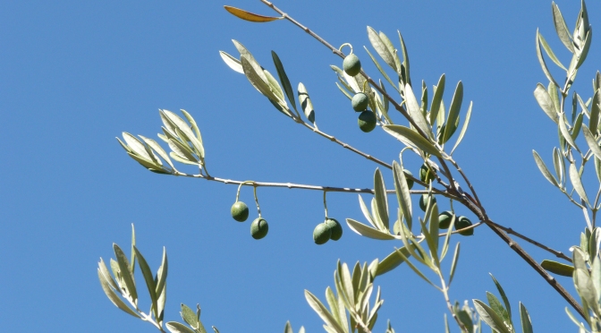 Olivia and the Olive Trees of Navasola