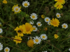 Wild Flower meadow
