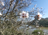 Ash bl almond blossom