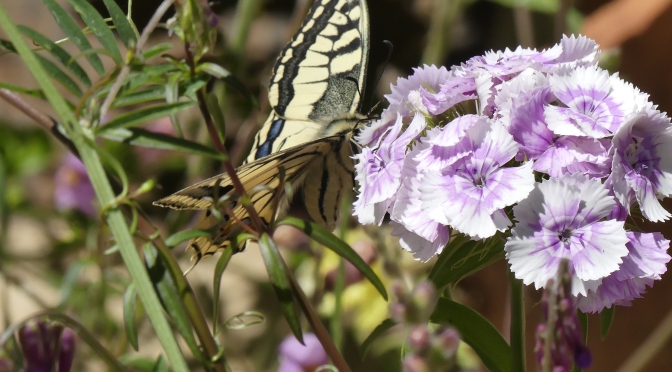 Navaselva meets Navasola – Butterflies – Denzil’s Nature Challenge